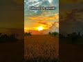Golden Skies, Simple Moments🌾| Peaceful Village Sunset💫 #nature #sunset #peace #soulofnature #shorts