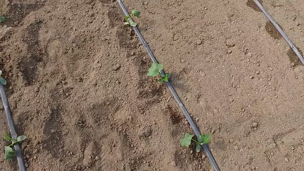 Засаждане на краставици сезон 21-ва