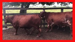 🔴 BRANGUS ROJO DE REGISTRO ➡ RANCHO LOS CUATES 4 (Ganado Bovino Carnico)