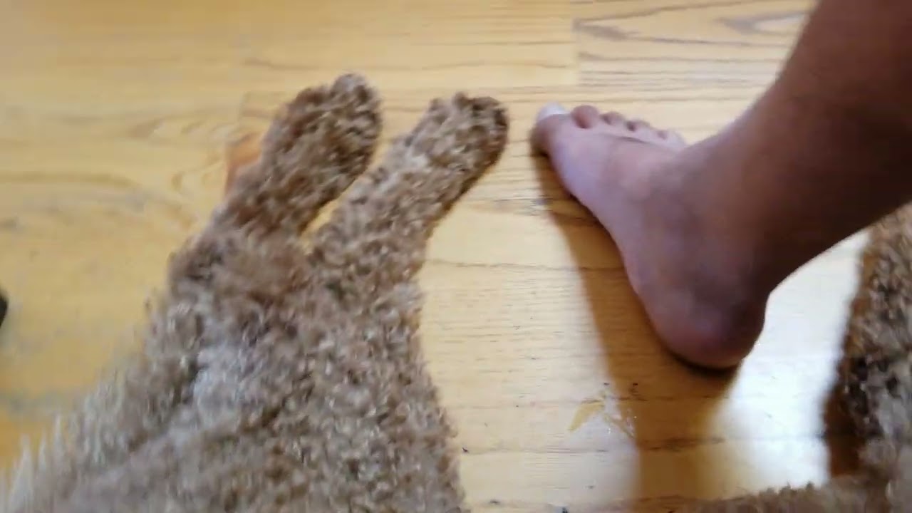 Spring Break party pack Monday hangovers 2022 04 18 153501