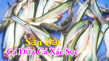 Săn Bắt Cá Dứa Cá Xác Sọc Câu Mồi Độc Lạ Nhất Miền Tây Sông Nước / Kiềm Rapper