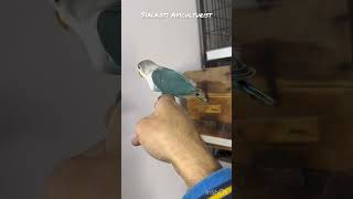 Blue Fischeri Lovebirds Best Bird For Misty And Slaty Working Sialkoti Aviculturist