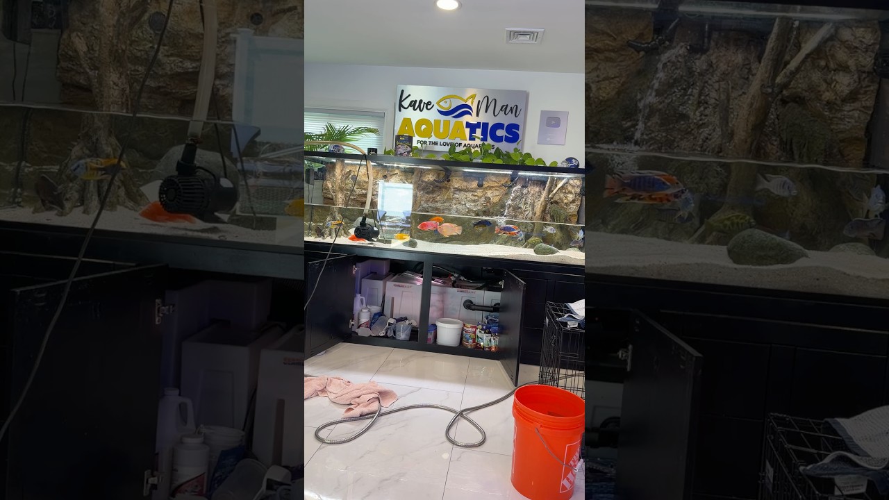 Maintenance time in the FishKave is always a good time! 😎🕺🏼 #aquarium #aquariumhobby