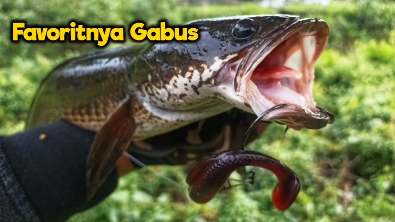 Softlure Killer!! Casting Gabus Umpan Softlure ZMAN, MINNOW Z II Casting Gabus 2023