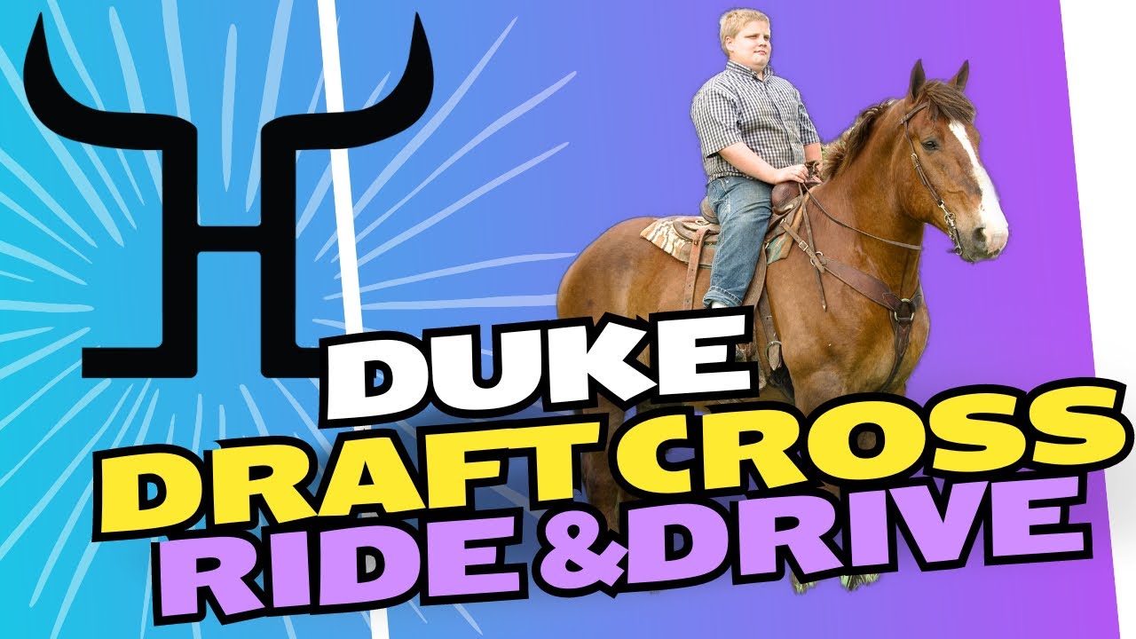 Suffolk Belgian Draft Cross Perfect Ride And Drive Horse For Sale Suffolk Belgian Draft Cross Perfect Ride And Drive Horse For Sale