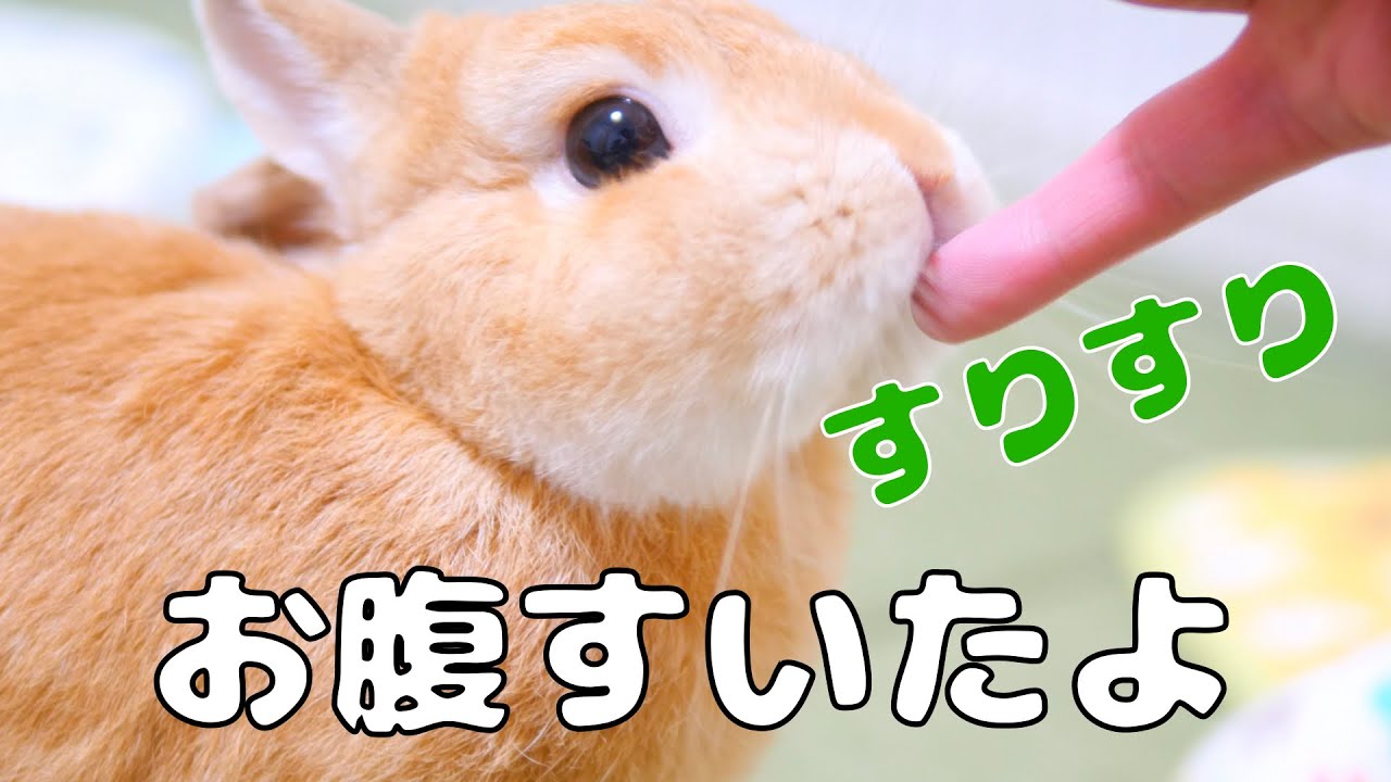 絶妙に耳が洗えてない仕草が可愛いウサギ No 216 Youtube 絶妙に耳が洗えてない仕草が可愛いウサギ No 216 Youtube