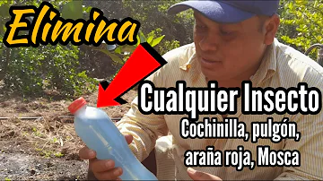 ¿Cómo hacer insecticida casero para la araña roja?