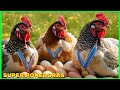 gallinas ponedora de huevo LAS MEJORES para casa, finca, negocio - razas conocimiento y eleccion