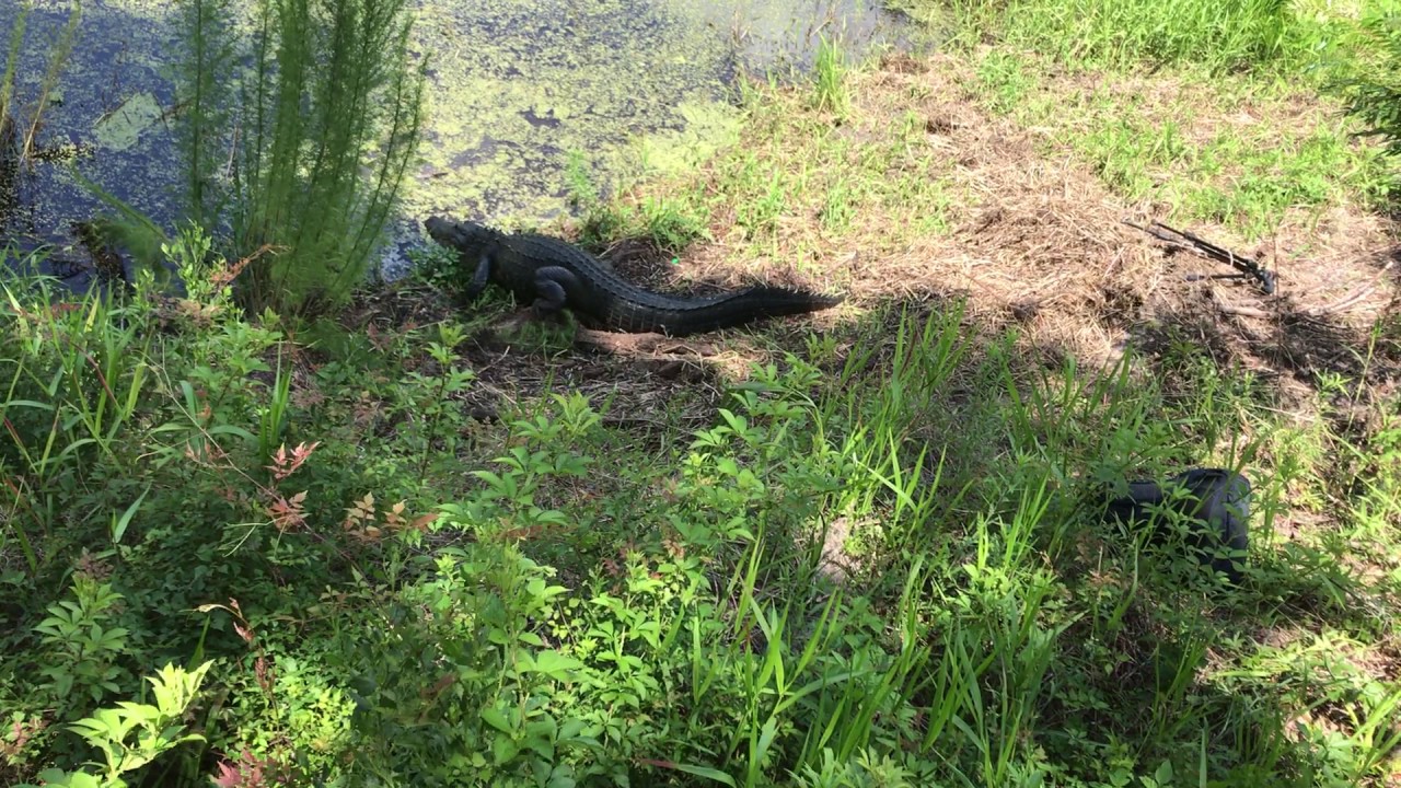 Alligator Almost Gets Photographer Part - 2 - YouTube