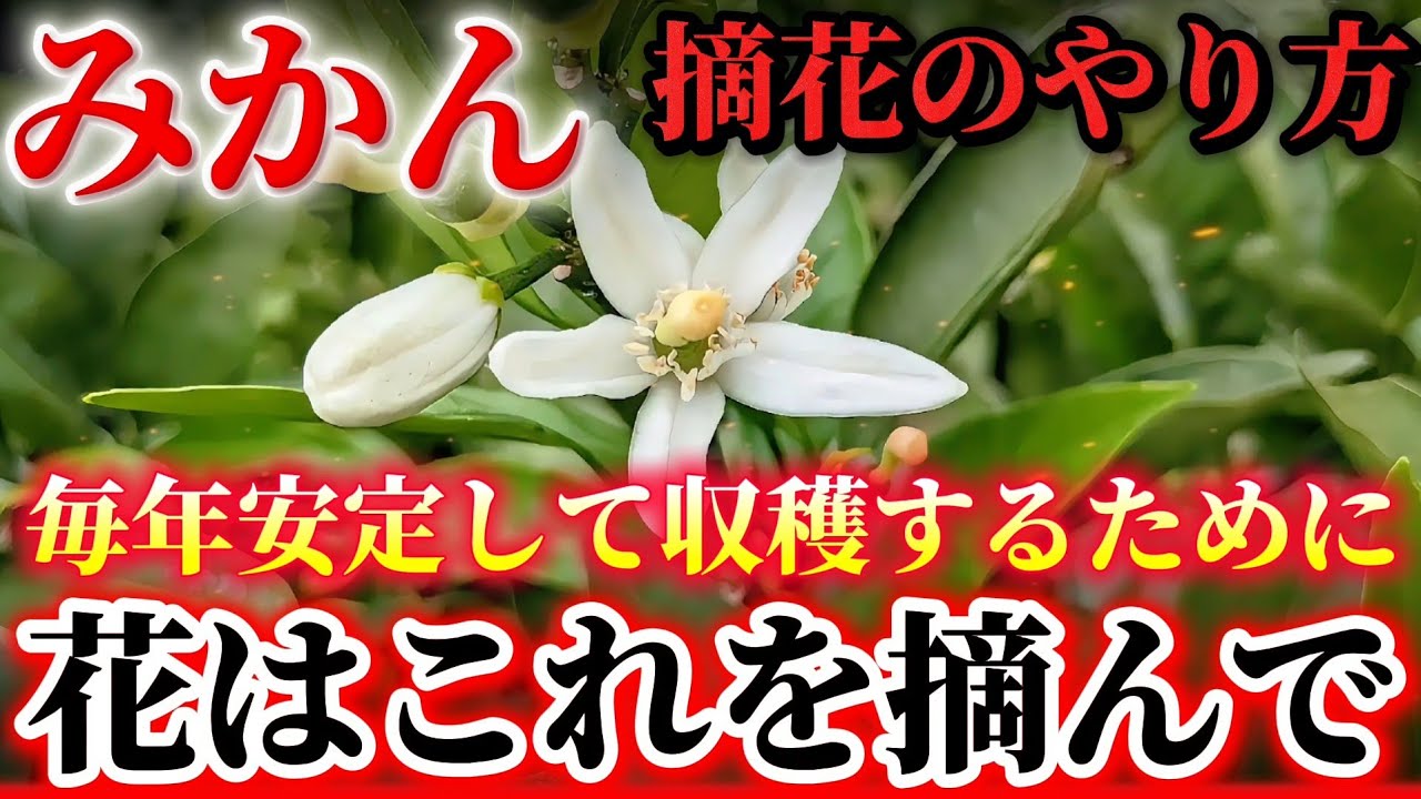Mandarin Oranges] To ensure a stable harvest every year! If you're