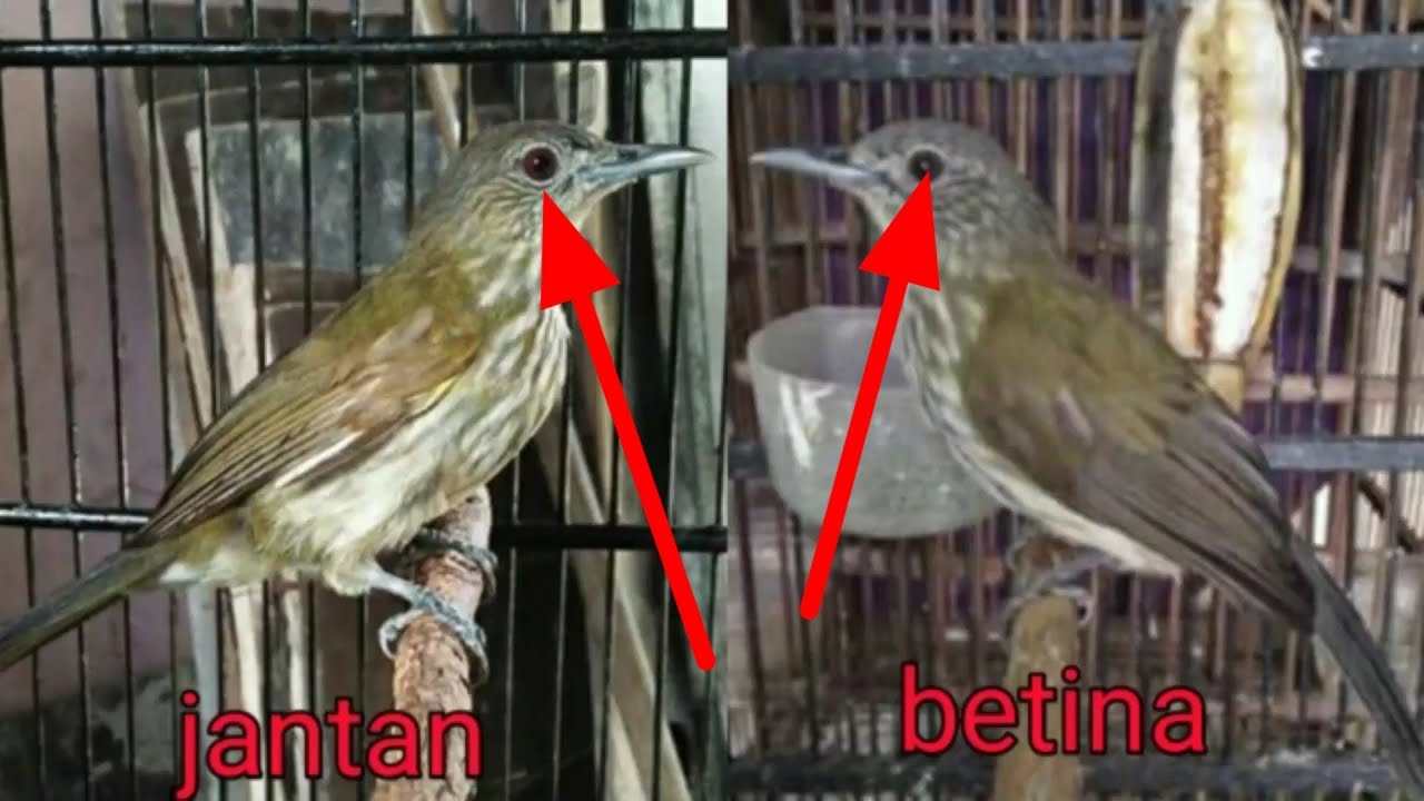 membedakan cucak rawis jantan betina