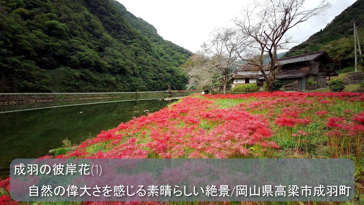 成羽の彼岸花 1 自然の偉大さを感じる素晴らしい絶景 岡山県高梁市成羽町 Youtube