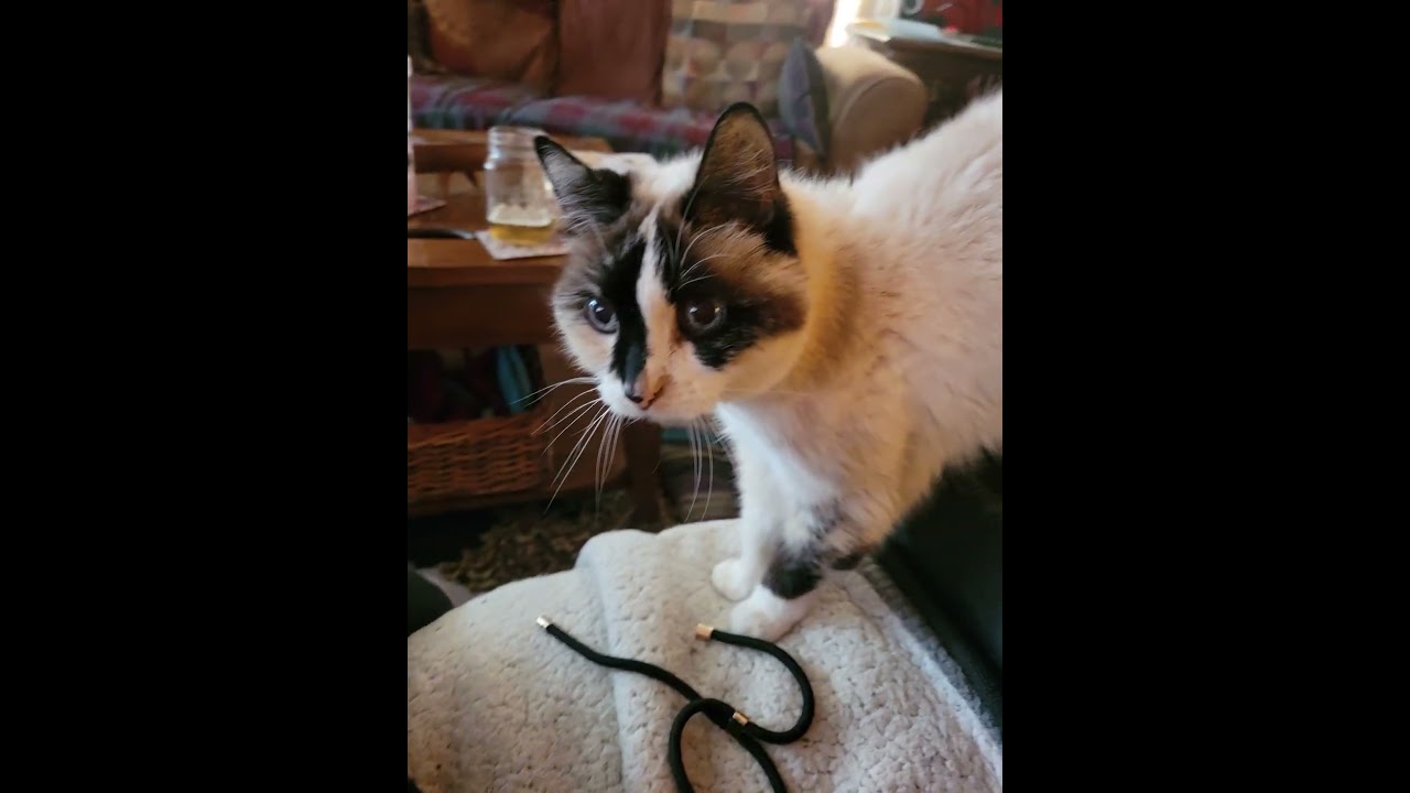 chatty lovey snowshoe cat 