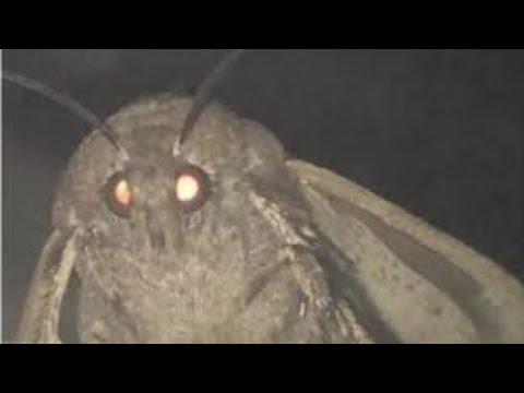 Video: Moth Raptor: Matfjärilarosoler Och Fällor, Lavendeldoftande Gelavsnitt Och Andra Lösningar
