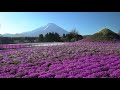 富士芝桜まつり（Fuji Shiba-sakura Festival)