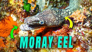Moray Eel Hangs Out on Underwater Cliff