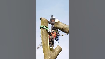 Negative rigging with Ben Connon and Charterhouse Tree Care #rigging #treework #arborist #arbortec
