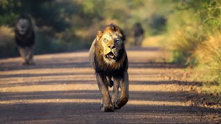 Lion Coalition Announcing Their Presence - Kruger National Park