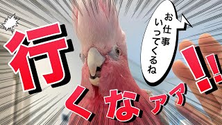 パパが「お仕事行ってくるね」と言うと覚醒するオウムが可愛すぎるww【モモイロインコ】