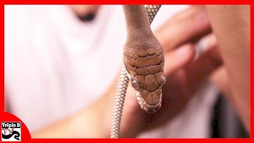 Scrub Pythons - Ep.82