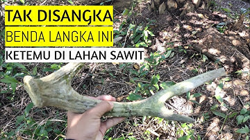 KETEMU TANDUK RUSA PUPUL DI KEBUN SAWIT
