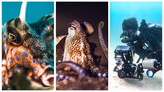 Photographing Octopus! Underwater photography while scuba diving in Gili Trawangan.