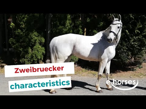 Zweibruecker | characteristics, origin & disciplines