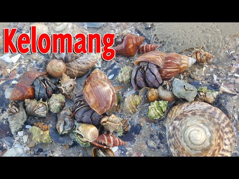 MENCARI KELOMANG UMANG UMANG BESAR DI TEPI PANTAI