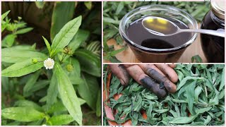 Bhringraj Hair Oil| Miracle Hair Oil| Reduce Grey Hair| Guntagalagara Aaku Benefits@Teluginti Vanta