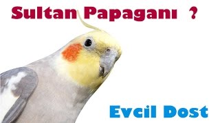 Sultan Papağanı Özellikleri / Papağan türleri