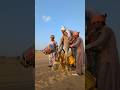 على صوت الطبول ظهر العروسان فوق الجمل وهما يحتفلان بفرحة الزواج في الصحراء