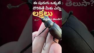 #STAG BEETLE COST 75 LAKHS?? Shorts