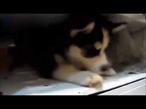 Husky puppy refuse to get out of the refrigerator