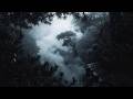 Deep Forest Isolation: 8 Hours of Cold Wind Sounds & Thick Mist