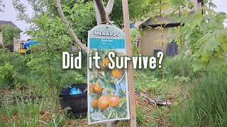 Can Potted Fruit Trees Survive the Winter in Indiana? Cherry Trees In Indiana