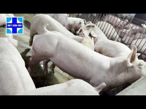 What Do You Use for a 200-Pig Farm Before Sending Them to Market?