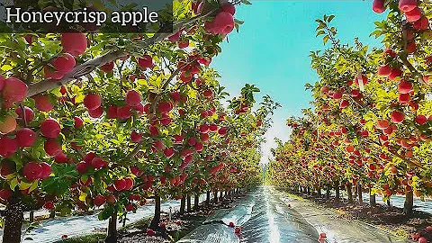 ¿Qué manzana es un cruce de una Honeycrisp?