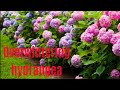 How to over winter hydrangeas | Results
