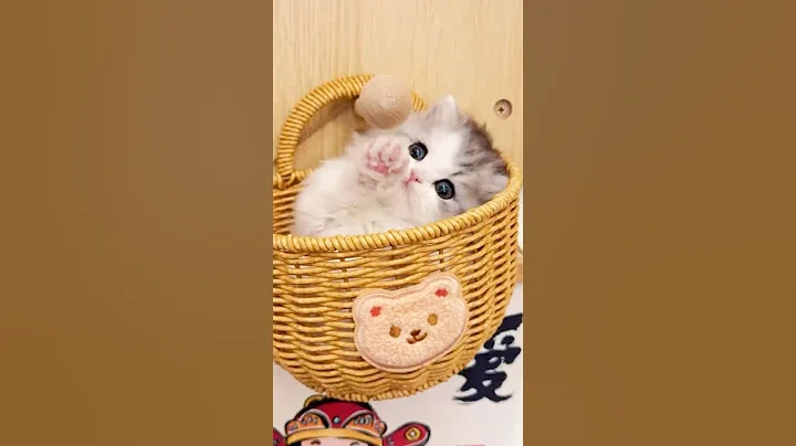 Watch the video about Cute Baby Cats' Meows & Purrs 🐱🐾😻 Funny Cats Video #funnyvideo #cutecat #shorts #meow #trending