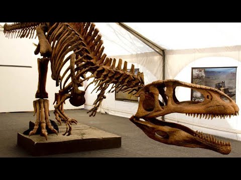 Tyrannotitan: One Of The Largest Known Theropod Dinosaurs