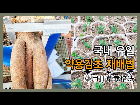 약용감초와 식용감초 [약용감초 재배법]