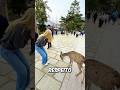 Ela Pensou Estar FAZENDO o Certo! #curiosidades #incrivel #animal