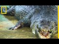 Voici lolong le plus gros crocodile du monde