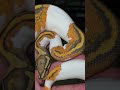 Yellowbelly Hypo Pied!