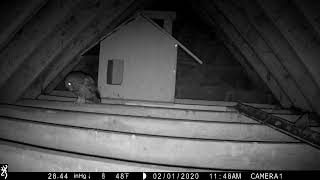 Short Eared Owl Beside Nest Box