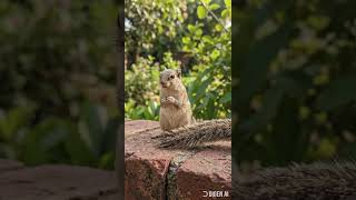Cute Squirrel Snack Time on a Brick Wall
