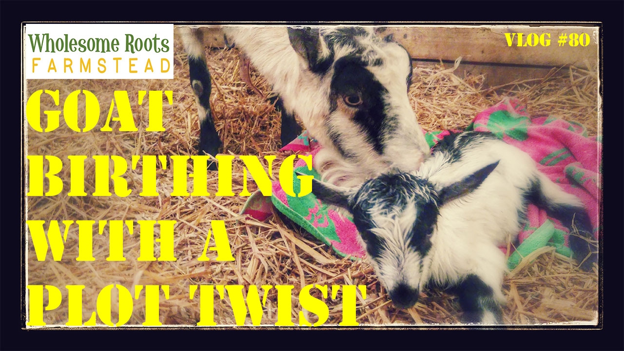 Three Goats Give Birth in Less than 24 HoursWith a Plot Twist