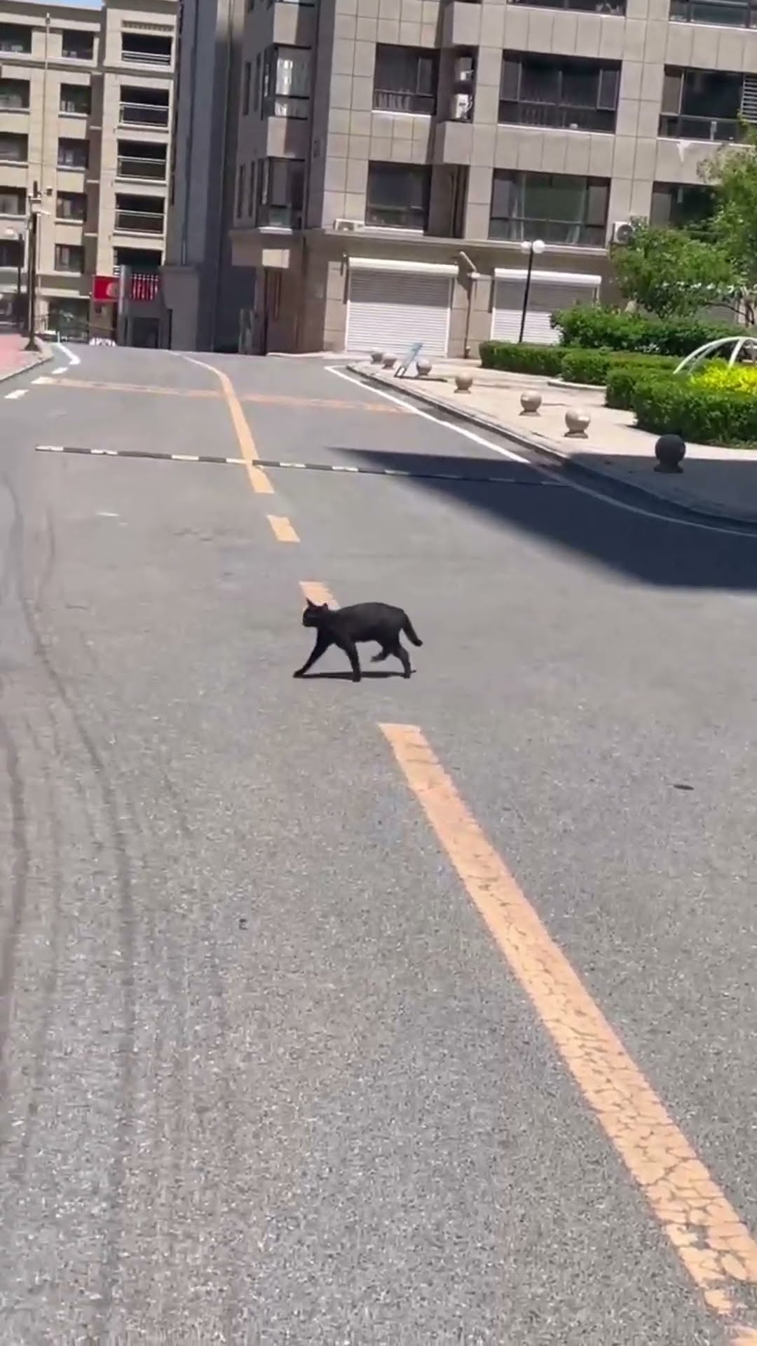 Cat Bravely Navigates Hot Pavement