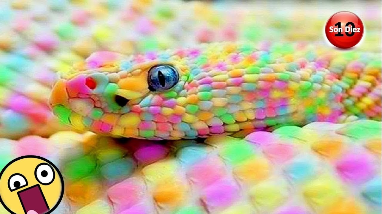 10 Criaturas Que Son Demasiado Locas Para Ser Reales - YouTube