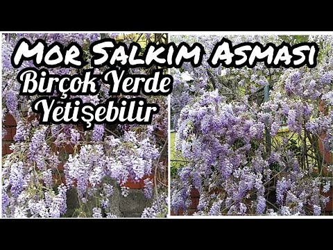 Video: Amerikan Wisteria Nedir - Büyüyen Amerikan Wisteria Asmalarına İlişkin İpuçları